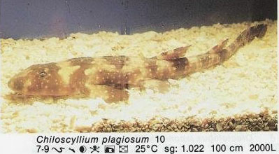 Chiloscyllium plagiosum